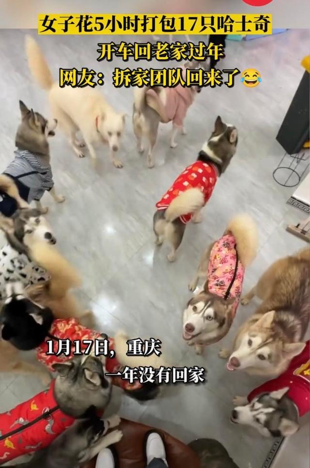 女子打包17只哈士奇回老家过年 网友：趁着天冷，带到东北让它们打工吧