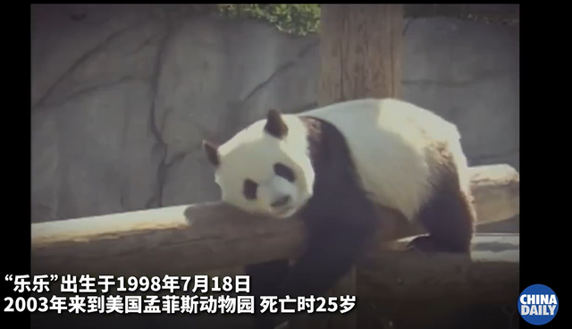 旅美大熊猫离世 驻美使馆回应：感到痛心和惋惜