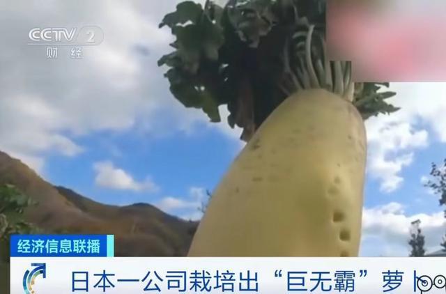 日本广岛种出巨无霸萝卜 酵素是科技还是狠活呢？