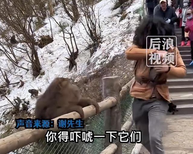 男子谈与峨眉山猴子互殴：练过自由搏击 条件反射，没有使全力