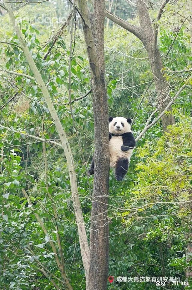 大熊猫和花和叶已被认养 “果赖”也是财阀千金跟公主啊