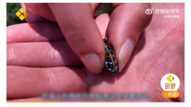 小伙因社恐常年钻深山，发现8个新物种 以自己的名字命名4种