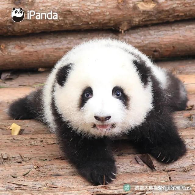 大熊猫和花和叶已被认养 “果赖”也是财阀千金跟公主啊