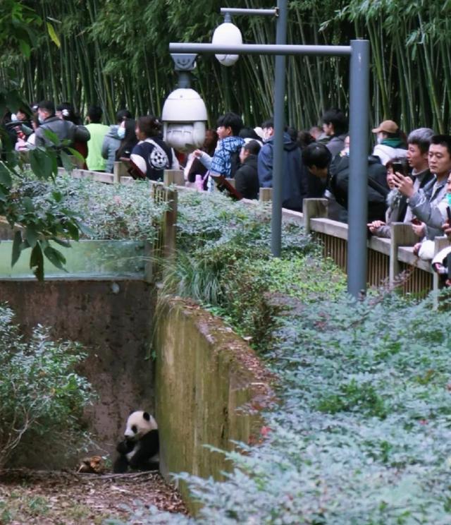 大熊猫福菀遭游客泼水躲起来 网友：想泼回去我是说真的