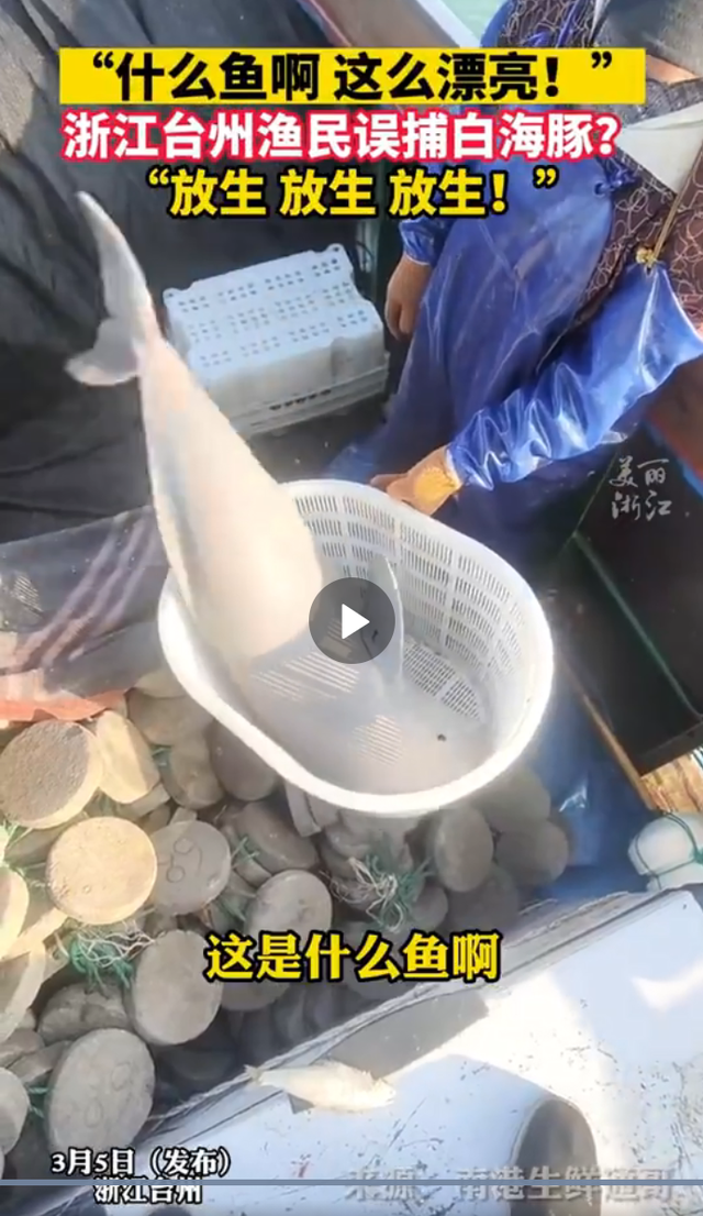 渔民误捕江豚后果断放生 网友纷纷发问这是什么鱼啊这么漂亮！