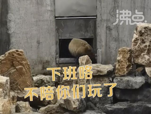 大熊猫着急下班狂敲门的样子是我了 好像看到这只熊的背肌了