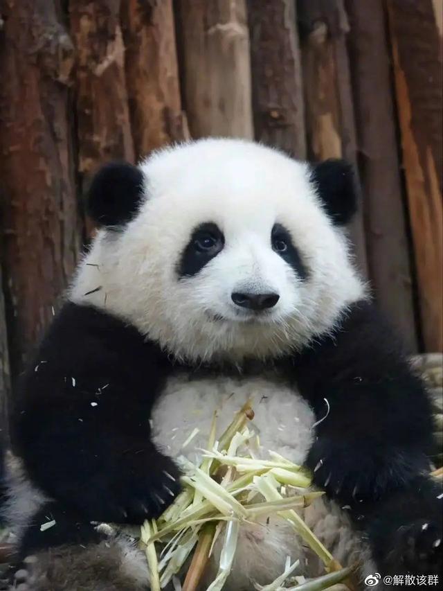 熊猫花花是笨蛋美人吧，还有独一无二无的等边三角形身材
