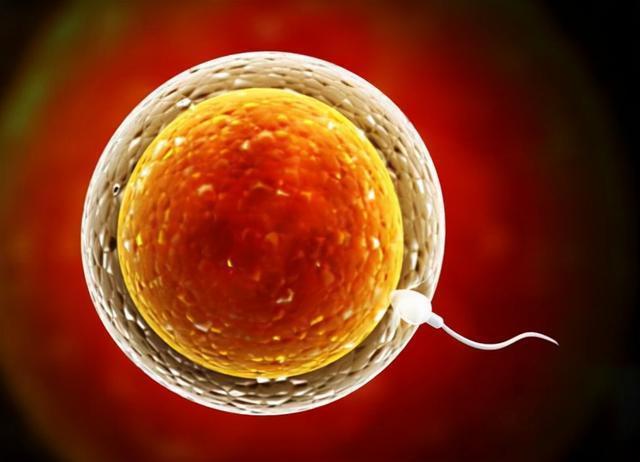 细!代孕受精卵能鉴别男女吗"心甘情愿"-第2张图片-万宝网