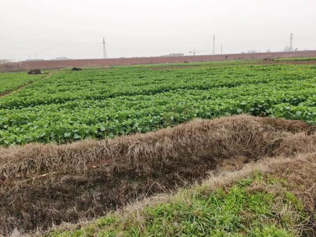 记者再探华容酸菜产业 13万从业者的自救出坑入池