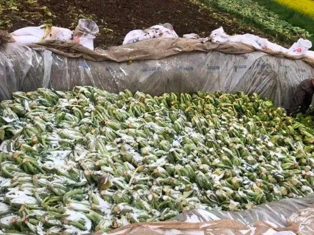 记者再探华容酸菜产业 13万从业者的自救出坑入池
