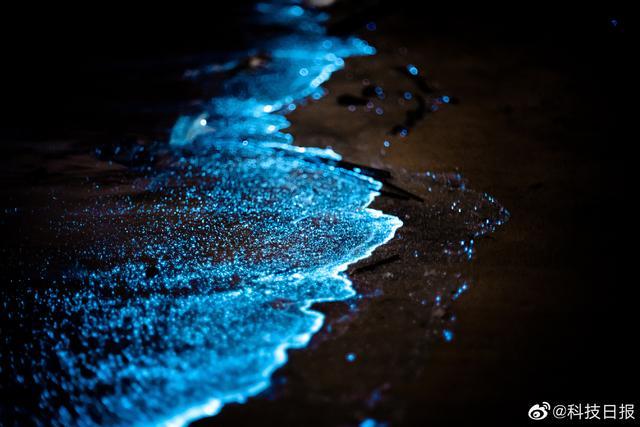 福建平潭惊现蓝眼泪奇观 浪漫至极的“蓝眼泪”是怎样形成的？