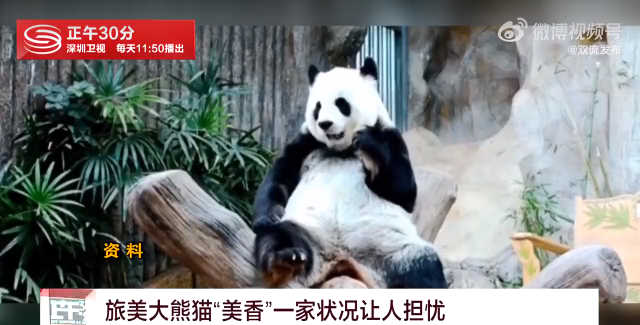 熊猫美香一家或年底回国