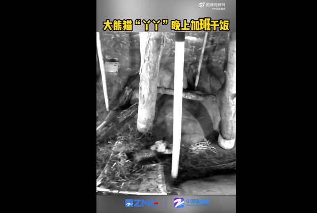 丫丫晚上“加班”吃竹子 这种加班“当事熊猫”应该是乐意的