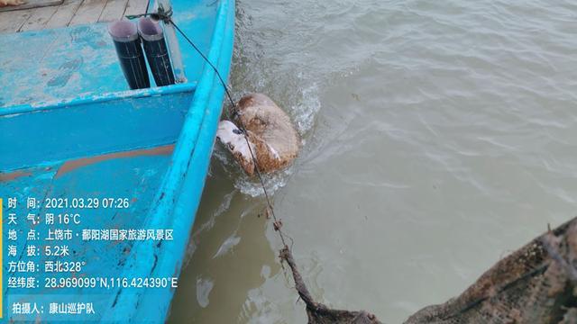 鄱阳湖现死亡江豚 官方回应：内脏腐烂死因难确定