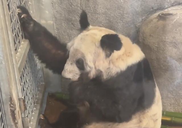 乌合麒麟作画为丫丫声援：早日回家不要在那鬼地方遭罪了