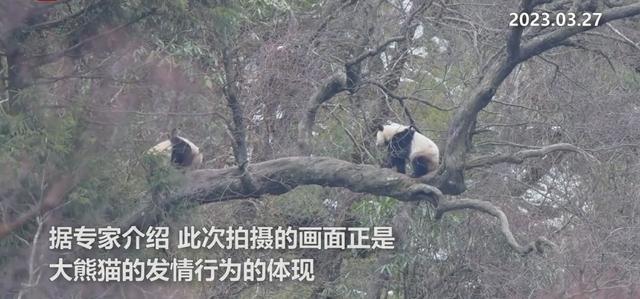 大熊猫“打情骂俏”被拍到 网友：熊猫恋爱得上树