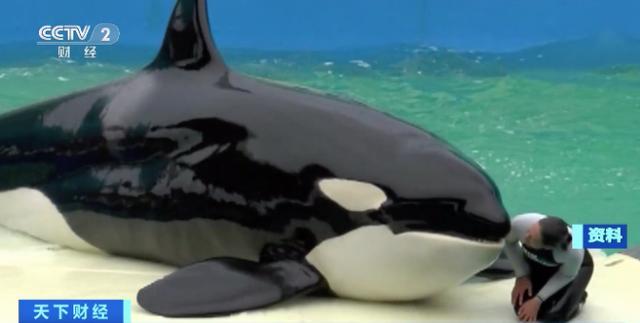 历经50多年 美国“明星虎鲸”将重获自由 放生行动或耗资2000万美元！