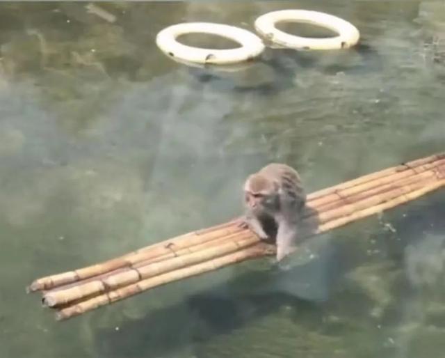 “网红猴” 在动物园水中生活引关注 园方称无霸凌现象！