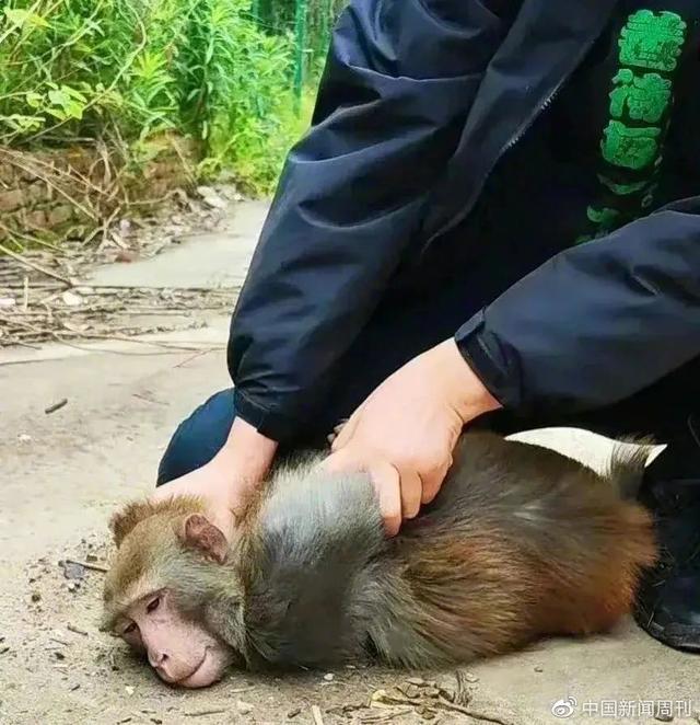 南京网红暴猴已单独饲养：遭动物园猴群“集体霸凌”