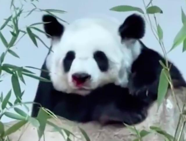 旅泰大熊猫林惠确认死亡，网友：鼻部出血、颈部有血迹