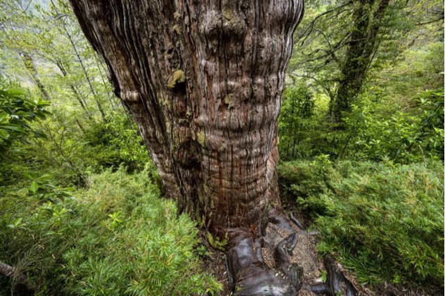 智利古树在世逾5000年被称为“曾祖父” 比中国黄帝更早出现