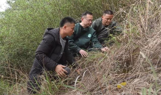 广东发现新物种 比大熊猫还珍稀 生长在悬崖峭壁上