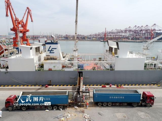 青岛3000余头活牛入境 来自新西兰，将运往国内其它地区进行种群繁育