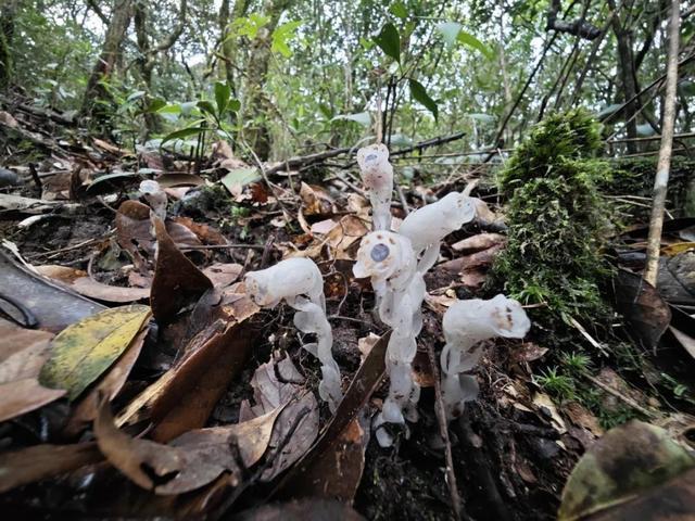 柳州惊现神秘“冥界之花” ：每年300多天隐藏地下 不需要阳光就能发芽开花结果 