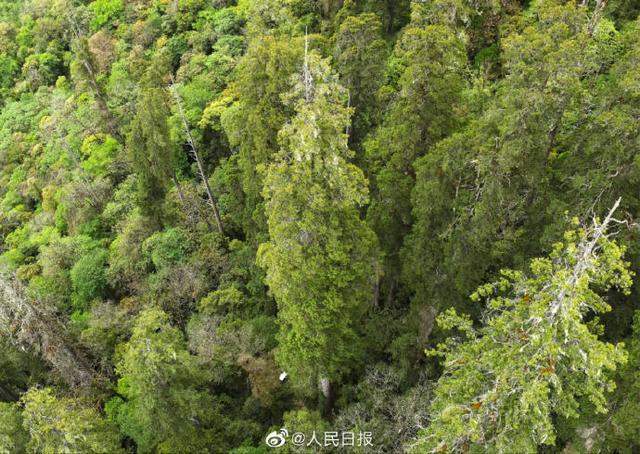 西藏发现亚洲第一高树 一株高达102.3米的西藏柏木