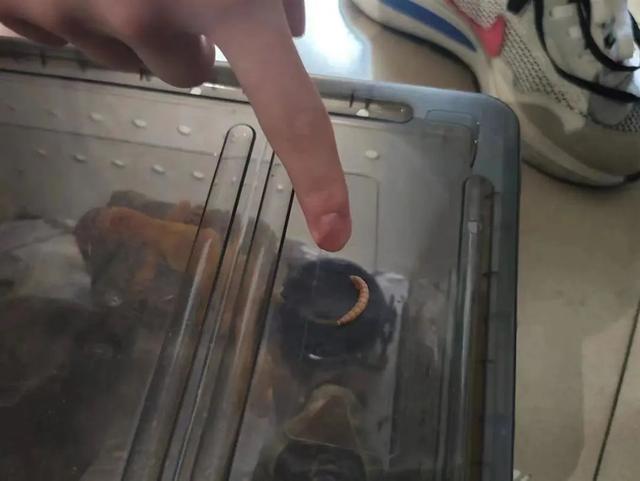 大学生网购零食放虫子敲诈40多次