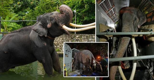 斯里兰卡遭虐待大象回泰，总理道歉！