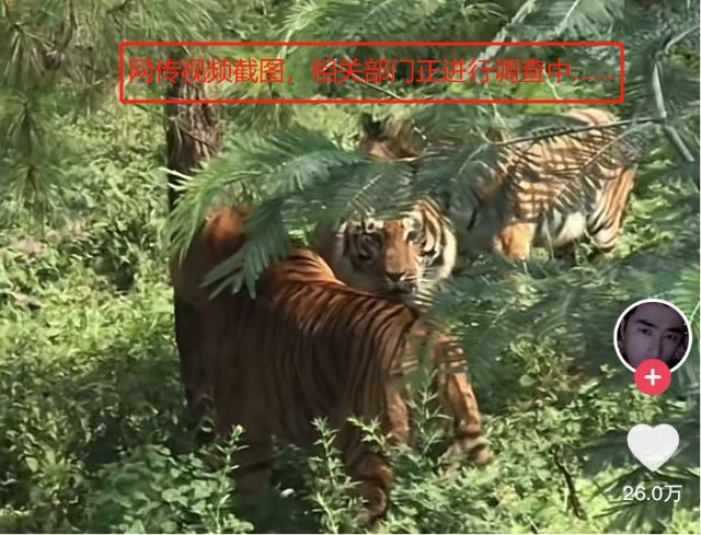 男子在云南玉溪采菌遇到3只老虎 官方通报：不造谣、不信谣、不传谣，