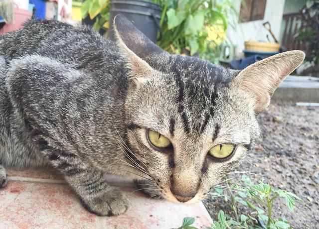 猫冠状病毒可能已扩散 致死率高达90%