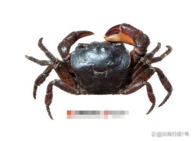 17岁男孩发现新物种 登上国际周刊 为我国生物多样性的研究和保护工作注入了新的动力