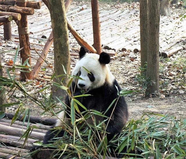珍贵活动画面曝光！松潘拍到多只野生大熊猫 保护措施成效显著