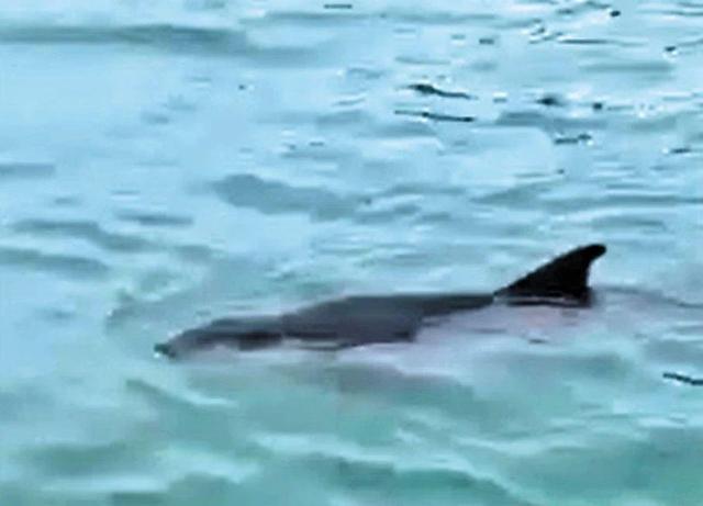 香港水域再出现鲸的踪迹 该头鲸体积小，背鳍长期外露水面