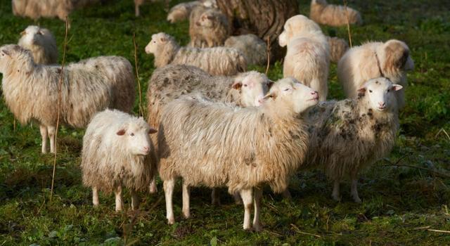 希腊绵羊吃掉600磅大麻 吃完跳得比山羊还高
