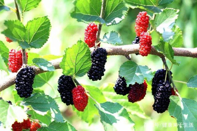 2种水果是天然“安眠药”，失眠者敞开吃，睡得雷打不动