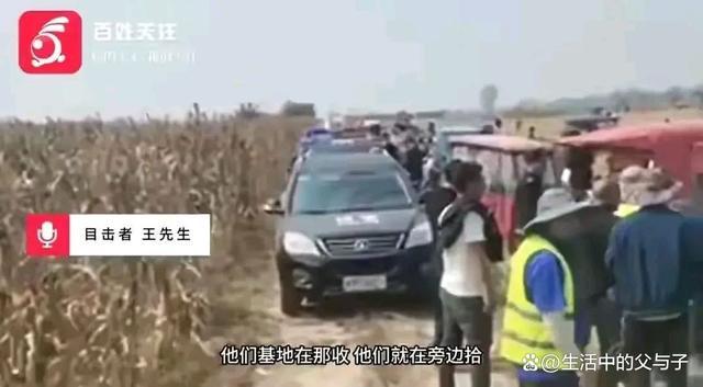 河南郸城官方否认玉米地遭哄抢：是到已收割地里捡玉米