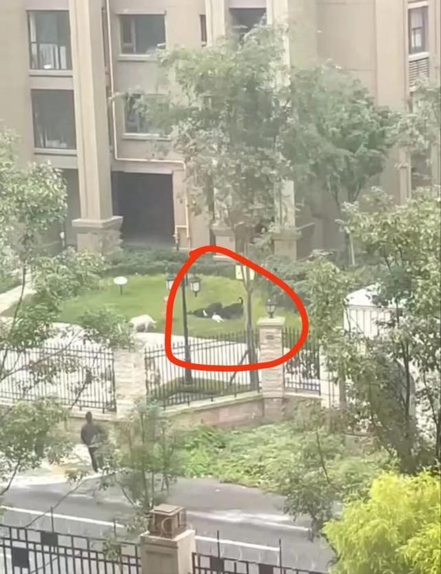 物业工作人员谈小女孩被狗撕咬 狗主人也还在找，物业领导也去医院看望了小孩