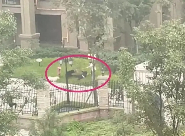 严惩!央媒评2岁女孩被狗咬事件:狗主人须绳之以法 咬人恶犬需严加看管