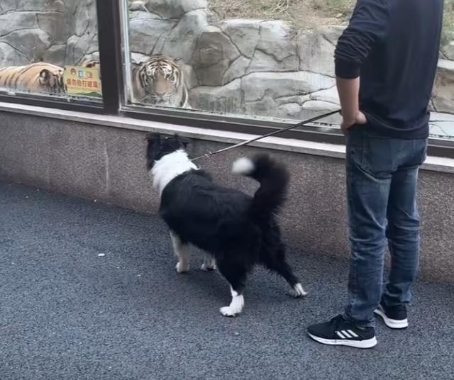 浙江，一条狗子隔着窗户对着一只老虎叫了一声，等它冲过来的时候，这条狗吓得向后退去，网友们都快笑哭了