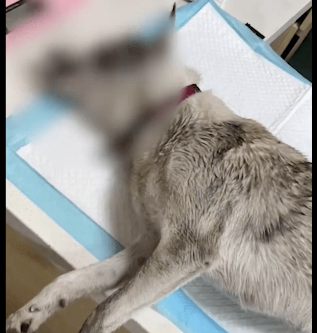 成都一小区内7只狗接连死亡 警方：介入调查 