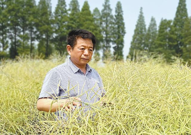 专家谈如何解决中国“油瓶子”问题：油菜是“最佳选择”