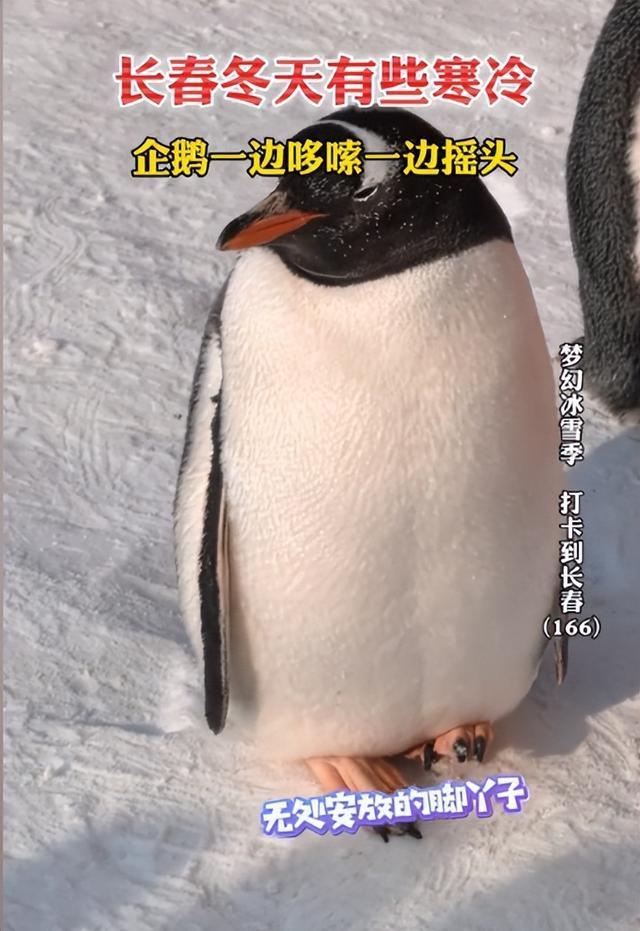 长春企鹅冻得直哆嗦 脚丫不敢着地