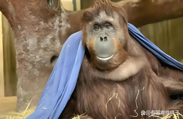 广州动物园猩猩冷到披上毯子 多地气温跌到0℃以下