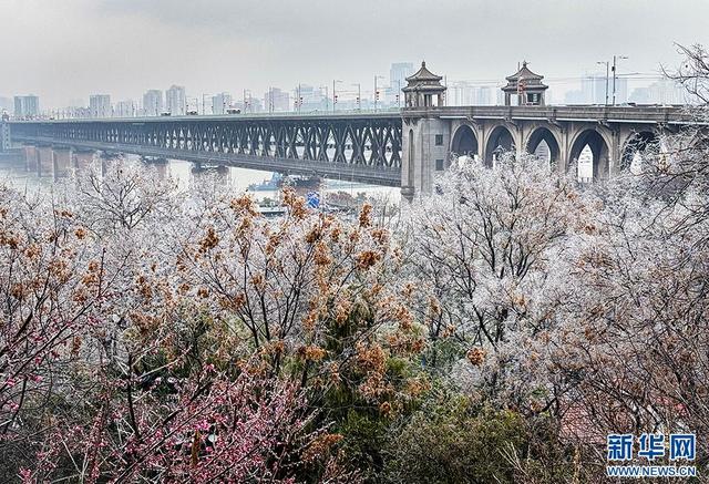 武汉冻雨形成雨凇景观：冰糖叶子水晶花苞太美了