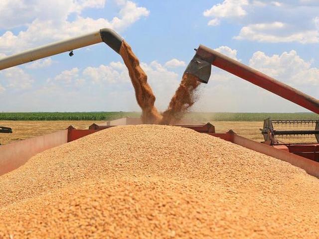 抢粮！小麦价格“涨猛了” 1夜大涨6分5 2024年2月23日小麦行情
