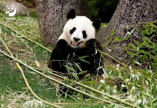 大熊猫冰星花嘴巴一家5口到家了，平安抵达成都