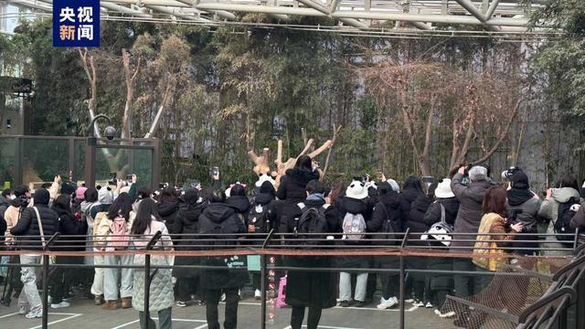 大熊猫福宝在韩展出最后一天，数千韩国民众送别